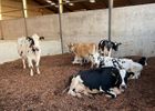 Eco Soft Animal Bedding