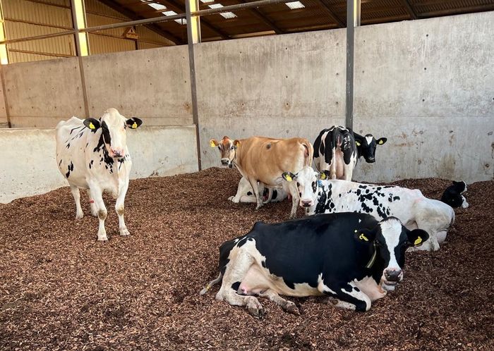 Eco Soft Animal Bedding