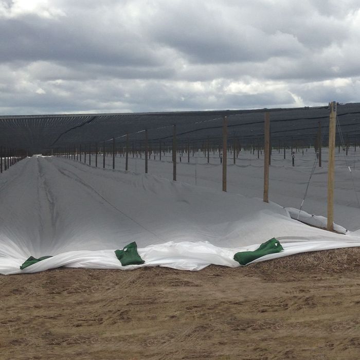 PP non woven frost protection fleece