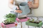 Speedy Seed Tear & Grow Seed Starter kits