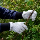 Barb Thorn Protect Gloves
