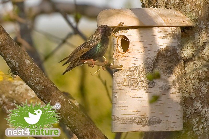 Birdhouse