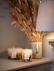 French Connection Botanical Infused Lemon, Neroli & Cedarwood Candle