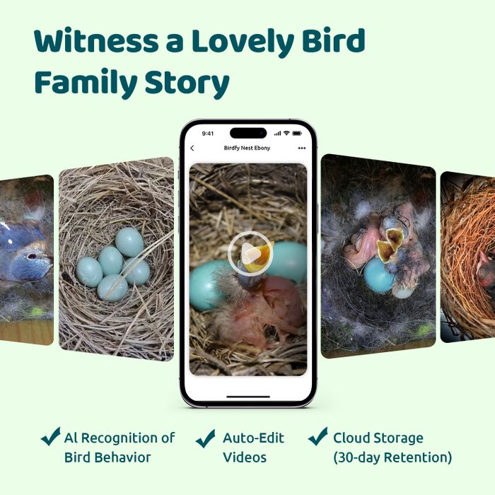Birdfy bird house Ebony