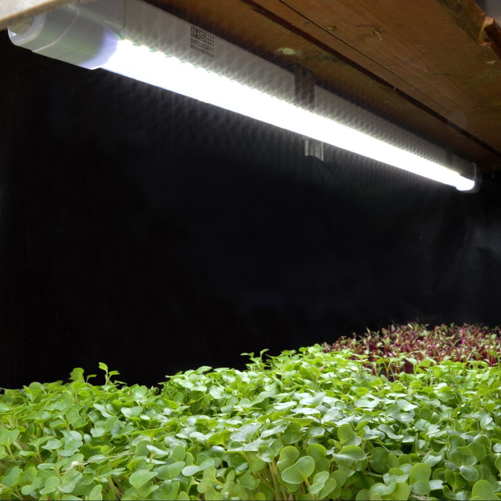 LED grow lighting - Retail ready launching at GLEE