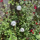 Cluster of 3 Glass garden Feature