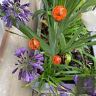 Colourful Cluster of 3 Garden Decor
