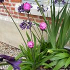 Colourful Cluster of 3 Garden Decor