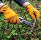 Spur Thorn Protect Gloves