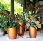 Khloris Watering System