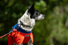 Drench Waterproof Dog Jacket