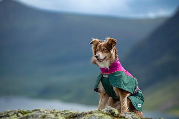Drench Waterproof Dog Jacket