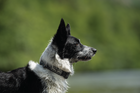 Drench Dog Collar