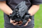Iberian Holm Oak Charcoal