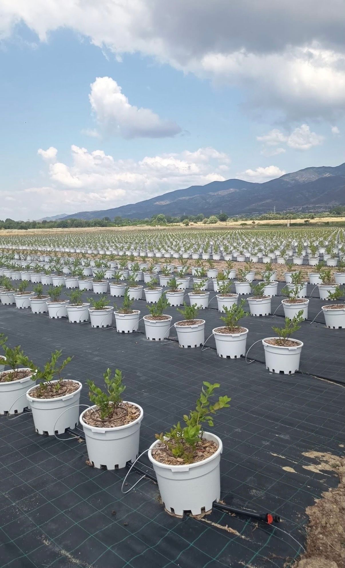 Landscape Fabric - Ground Cover