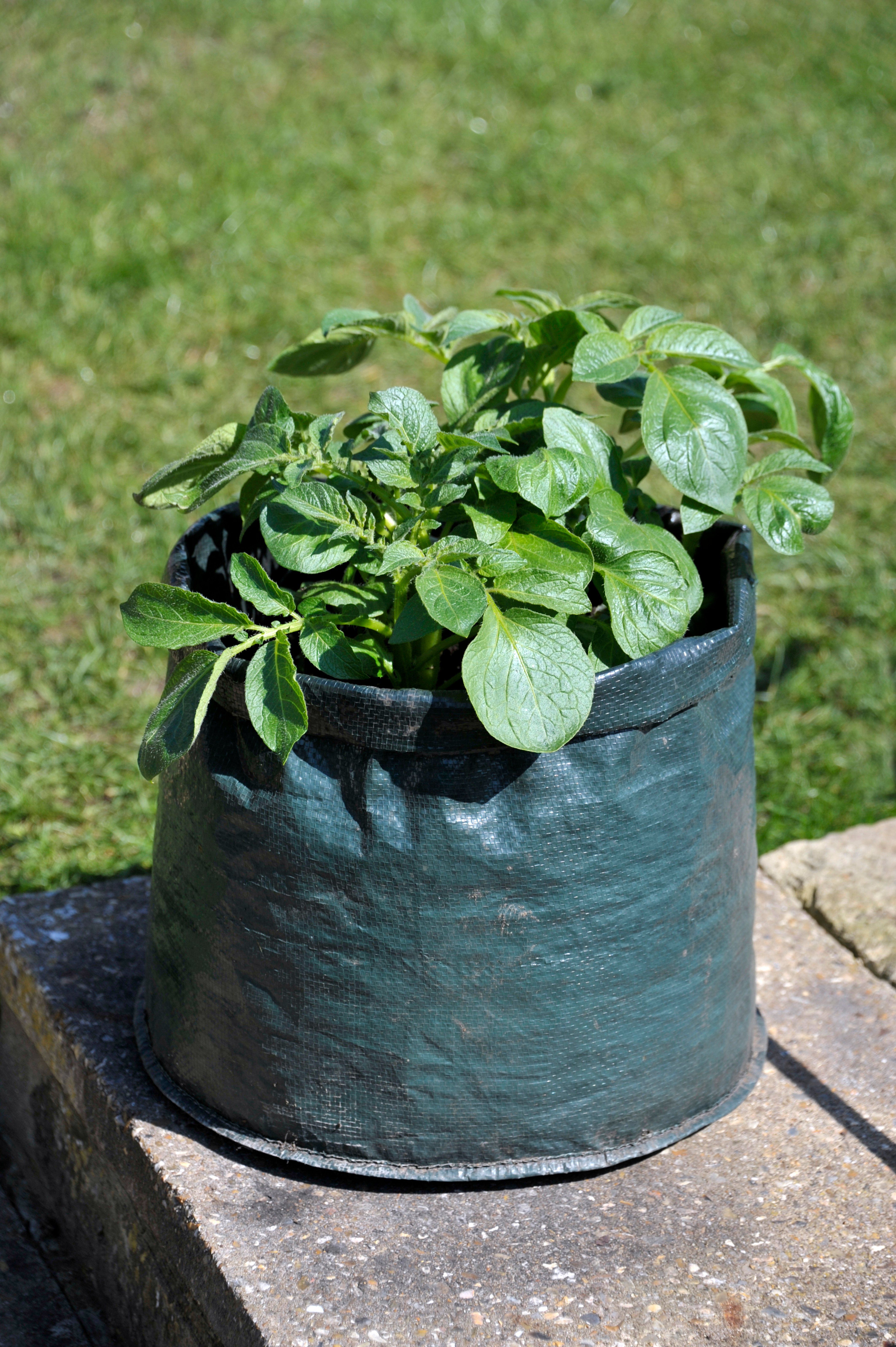Planter Bag / Grow Bags