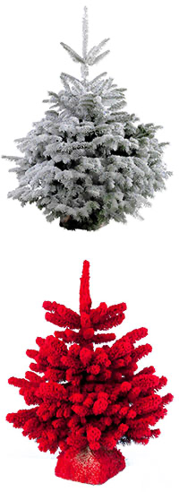 DECORATIVE FIR AND CHRISTMAS TREES