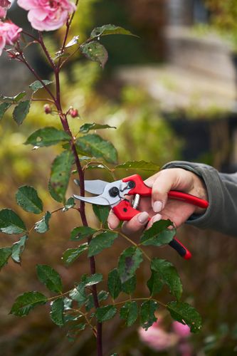 171M & 171L Secateurs