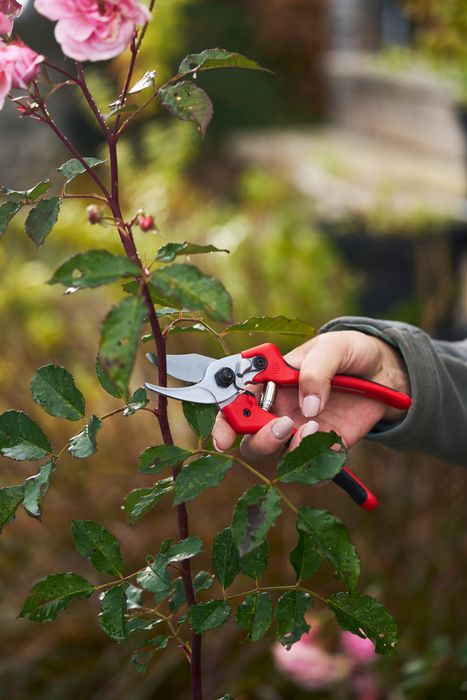 171M & 171L Secateurs