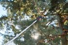 290-4M Pole Pruner