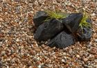 Decorative Aggregates
