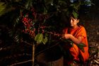 Yaguara, Mayni Indigenous Community Coffee