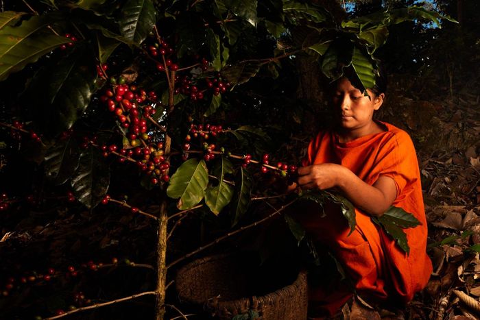 Yaguara, Mayni Indigenous Community Coffee