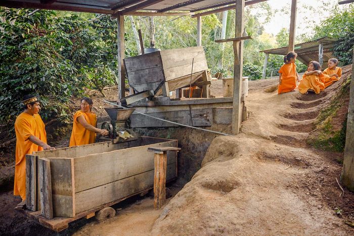 Dalia Casancho Indigenous Coffee