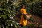 Dalia Casancho Indigenous Coffee