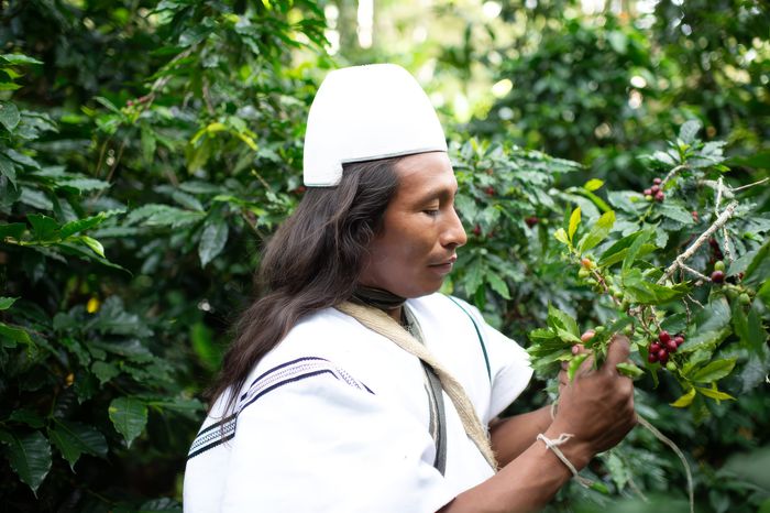 Nabusimake Indigenous Community Coffee