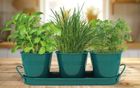 Classic Kitchen Herbs Trio Grow Set