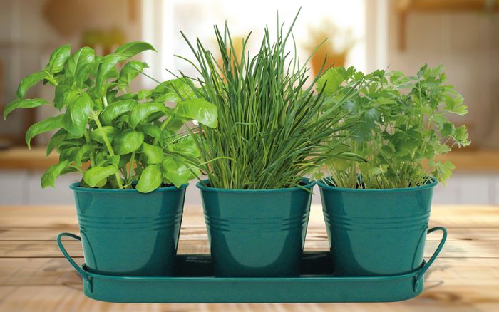 Classic Kitchen Herbs Trio Grow Set
