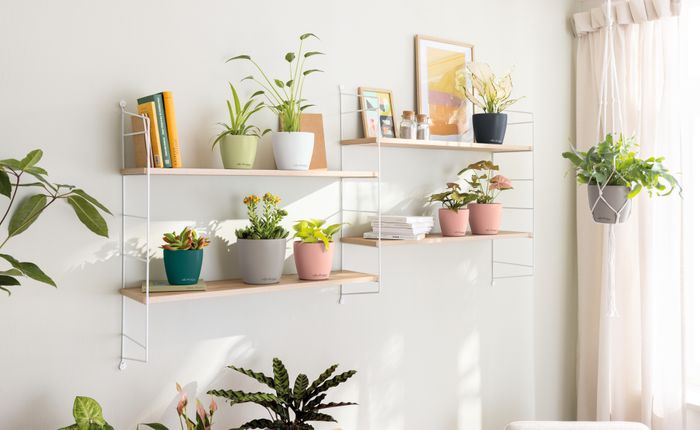 LECHUZA DECO