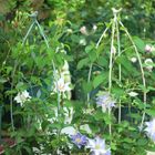 Metal Garden Trellis | Wrought Iron Plant Support Trellis