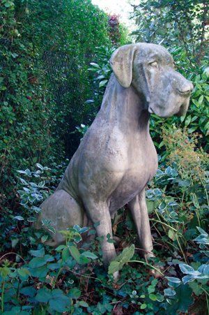 Great Dane Male