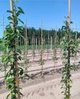 Bamboo Stakes
