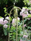 Bamboo Trellis