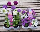Alpines