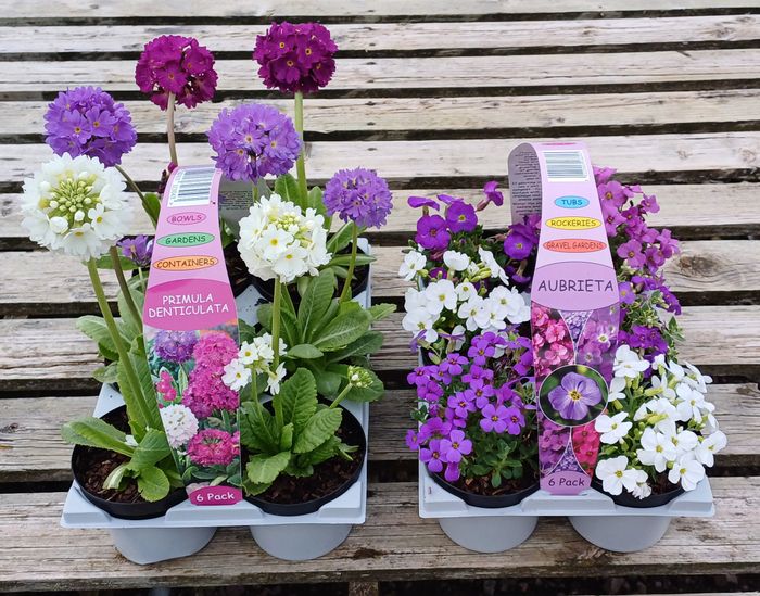 Alpines
