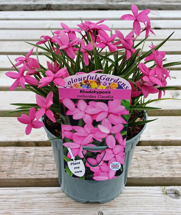 Alpines