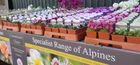 Alpines