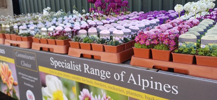 Alpines