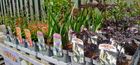 Herbaceous