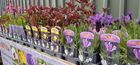 Herbaceous