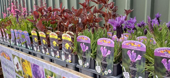 Herbaceous