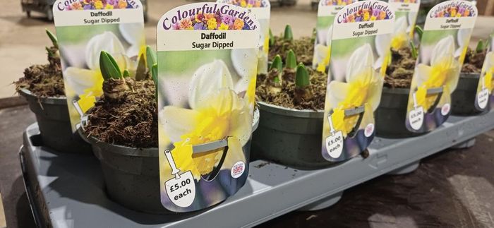 Potted Bulbs