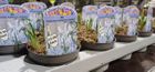 Potted Bulbs