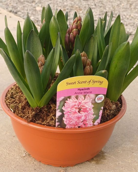 Potted Bulbs