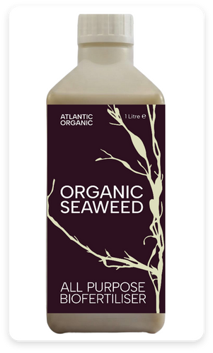 Organic Seaweed - biofertiliser