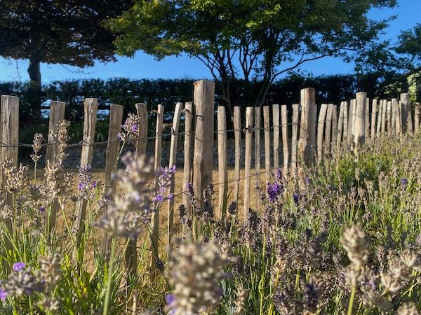 Sweet Chestnut Pale Fencing